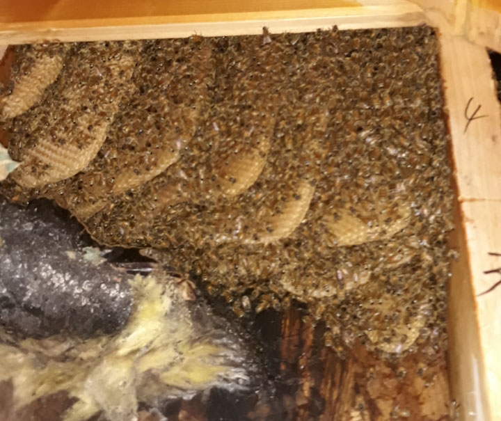 bee nest in home
