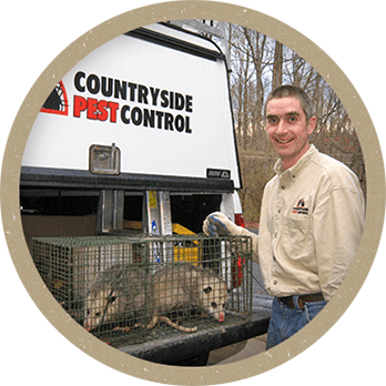 Opossum Control Service