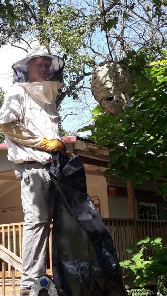 bee removal