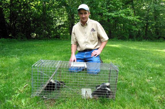 trapping skunks